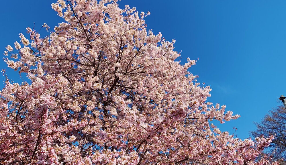 National Cherry Blossom Festival and All Nippon Airways to Plant Cherry  Blossom Trees at Howard University