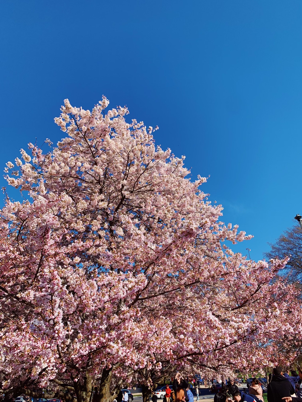 National Cherry Blossom Festival and All Nippon Airways to Plant